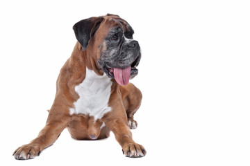 Obraz premium Boxer dog in front of a white background
