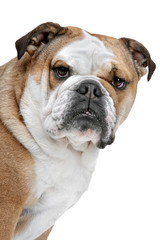 English Bulldog