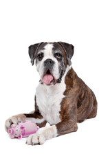 Boxer dog in front of a white background