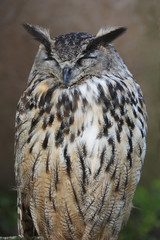 Eurasian eagle owl