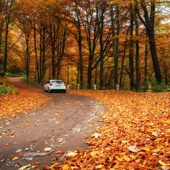 car on a forest path