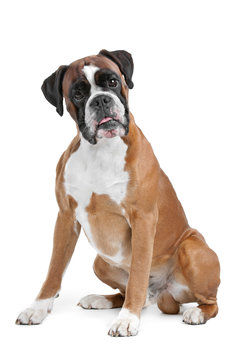 Boxer dog in front of a white background