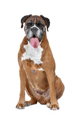 Fototapeta premium Boxer dog in front of a white background