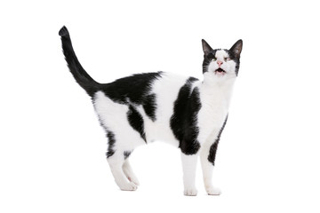 european-shorthair cat
