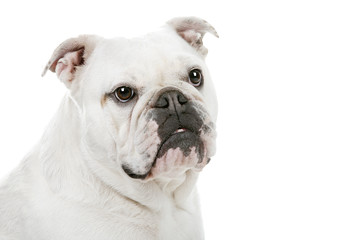 English Bulldog