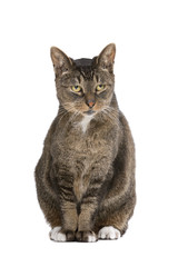 european-shorthair cat