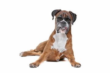 Obraz premium Boxer dog in front of a white background