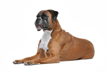 Boxer dog in front of a white background