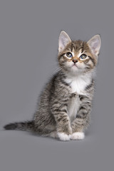 Fototapeta na wymiar little grey tabby kitten