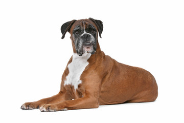 Boxer dog in front of a white background