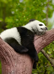 Crédence de cuisine en verre imprimé Panda Sleeping giant panda baby