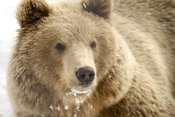 Norwegian brown bear in winter.