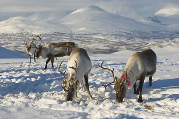 Reindeers in natural environment, Tromso region, Northern Norway © Dmitry Chulov