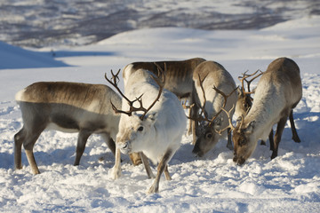 Reindeers in natural environment, Tromso region, Northern Norway