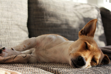 Jack Russell Terrier macht Mittagsschläfchen