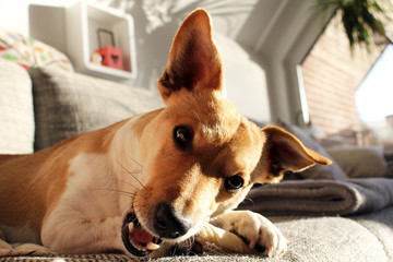 Jack Russell Terrier kaut an seinem Knochen