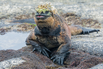 Galapagos marine iguana, Isabela island