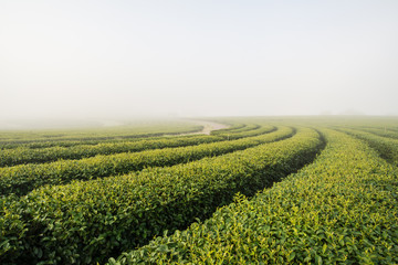Green tea field in the morning fog