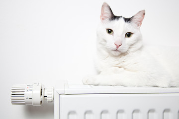 Katze liegt auf der heizung 