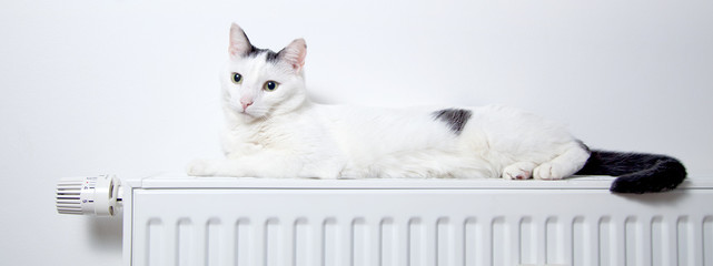 Katze liegt auf der heizung 