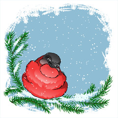 Bullfinch bird sitting on a spruce branch in the snow