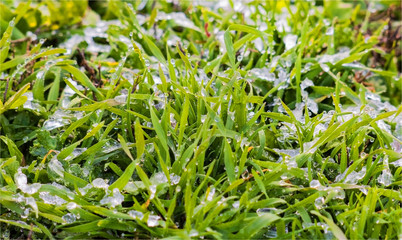 Wet snow on the green grass