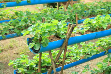 strawberry tree in the garden
