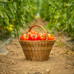 Tomatoes in Woven Basket © Stock Rocket