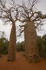 Papier Peint photo Lavable Baobab baobab