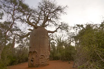 Crédence de cuisine en verre imprimé Baobab baobab