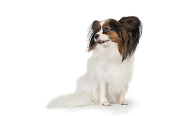 chien épagneul nain continental papillon phalène