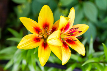 Lily flower background
