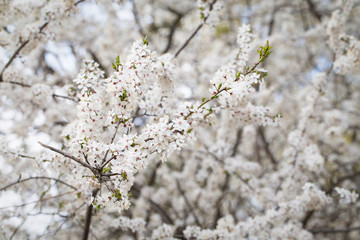 Cherry blossom tree