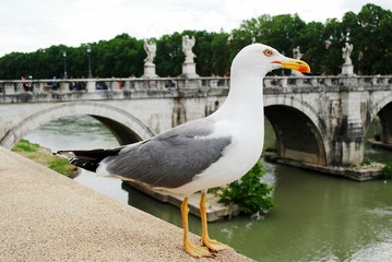Gull on board ofTiber river in Rome city