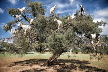 ARGAN L'ALBERO DELLE CAPRE