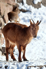 Mountain goat on the rocks