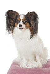 chien épagneul nain continental papillon phalène