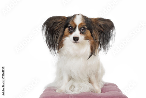Chien épagneul Nain Continental Papillon Phalène Stock