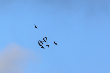 Flock of cormorants flying in the sky