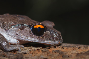 A close up of Smith's litter frog on the rotten wood