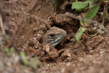 A close up of Common Butterfly Lizard in the hole