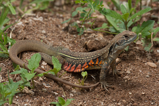 A close up of Common Butterfly Lizard on the ground