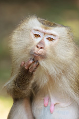 A close up of Pig-tailed Macaque (Macaca nemestrina)