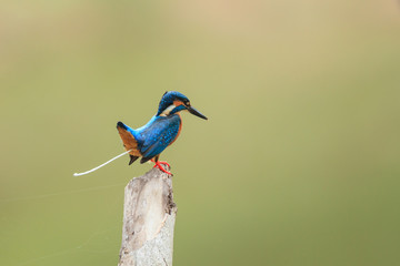 A close up of Common Kingfisher at the poo-poo moment