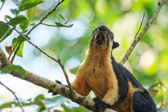 A close up of black giant squirrel climbing on the tree