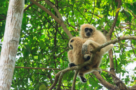 Mom and baby of white-handed gibbon sitting on the tree