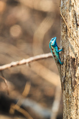 Naklejka na ściany i meble A Blue Lizard perching on the dried tree