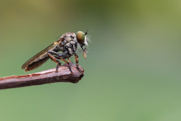 A close up of robber fly with its prey at the end of stick