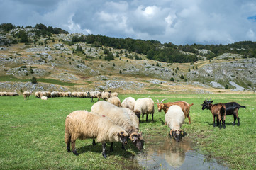 Fototapeta premium Flock of sheep