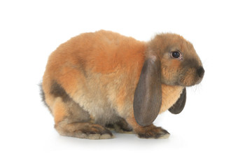 brown rabbit